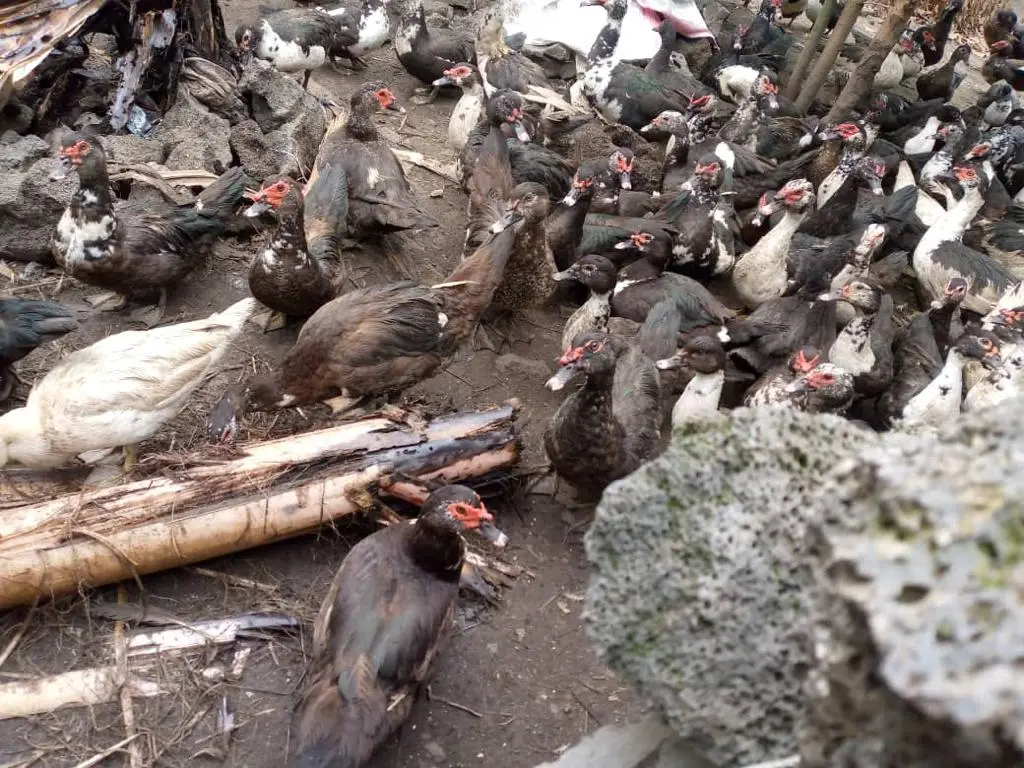 Ducks at the community livestock project